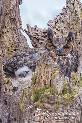 Great Horned Owl with Owlet