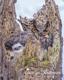 Great Horned Owl with Owlet
