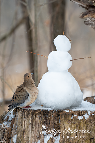 Mourning Dove with Snowman Friend