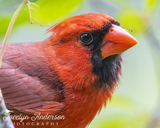 Northern Cardinal with Inchworm