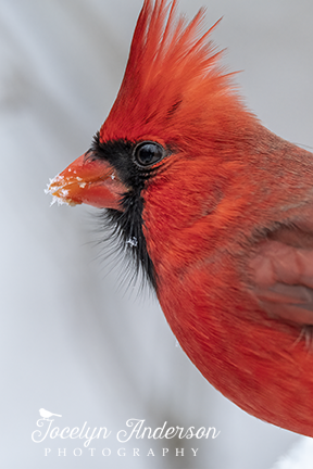 Northern Cardinal with Snow