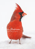 Northern Cardinal with Snow on Beak