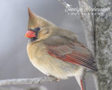 Northern Cardinal in the Wind