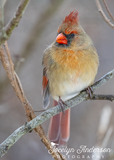 Northern Cardinal with the Fierce Eyebrows