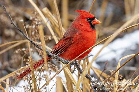 Northern Cardinal in the Underbrush