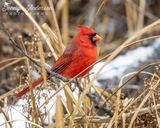 Northern Cardinal in the Underbrush