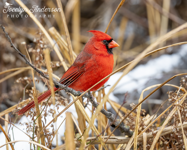 northern-cardinal-in-the-underbrush-jocelyn-anderson-photography