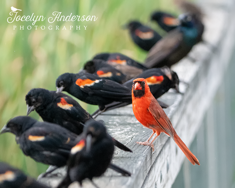 Northern Cardinal with Red-winged Blackbirds