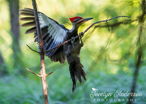 Pileated Woodpecker Landing