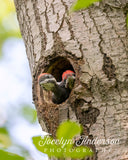 Pileated Woodpeckers Hoping for Food