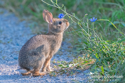 Cottontail Bunny with Chicory – Jocelyn Anderson Photography