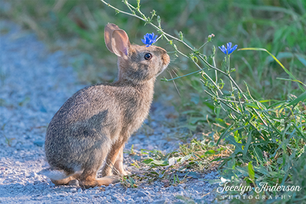 Cottontail Bunny with Chicory