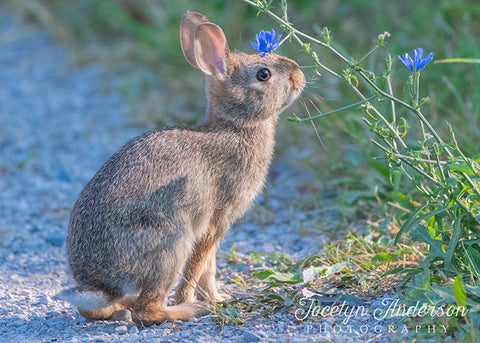 Cottontail Bunny with Chicory