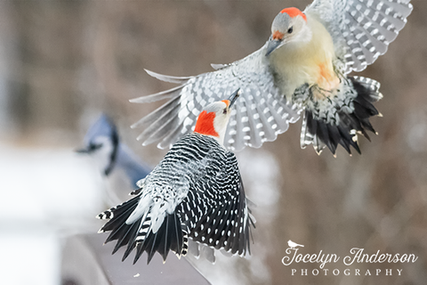 Red-bellied Woodpeckers in Flight