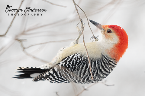 Red-bellied Woodpecker Hanging from Branch