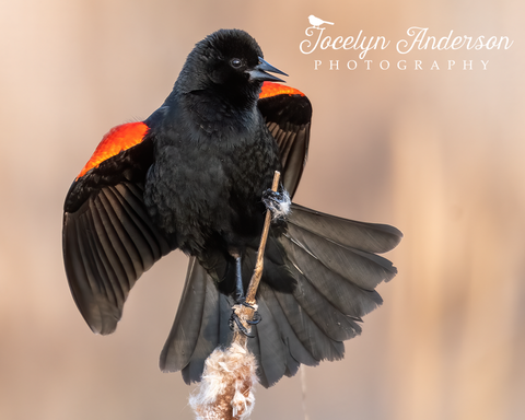 Red-winged Blackbird Perched on Cattail