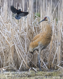Sandhill Crane with Red-winged Blackbird
