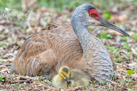Sandhill Crane Family with Adopted Gosling
