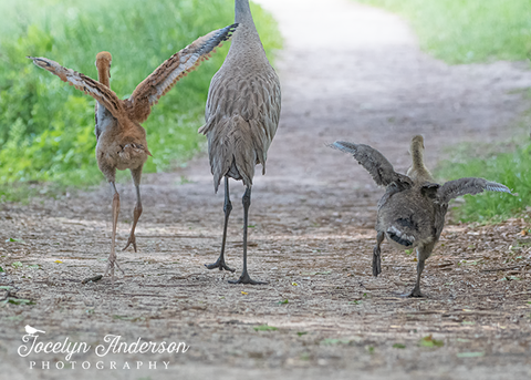 Sandhill Crane Family with Adopted Gosling