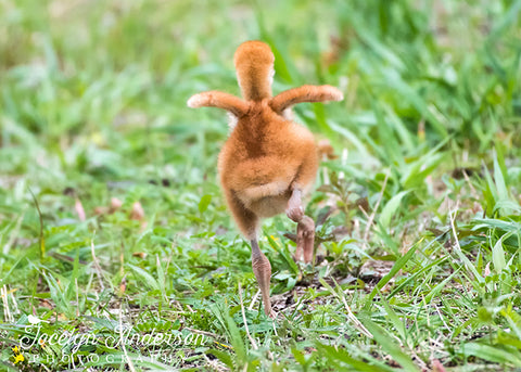 Sandhill Crane Colt Stretching His Tiny Wings