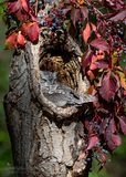 Eastern Screech-Owl with Virginia Creeper