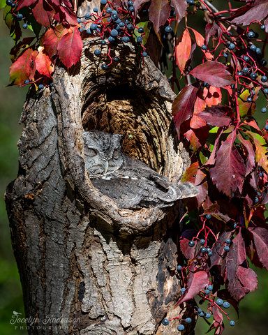 Eastern Screech-Owl with Virginia Creeper