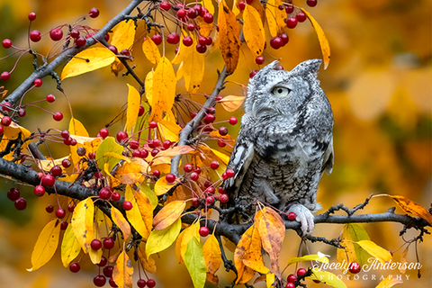 Eastern Screech-Owl in Fall Foliage