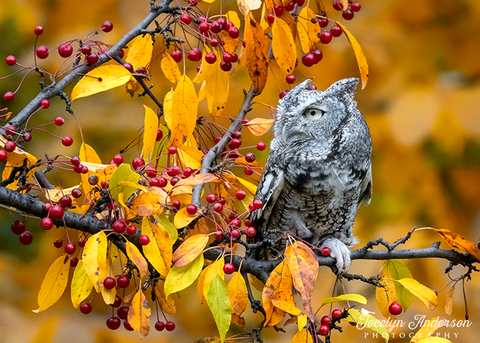 Eastern Screech-Owl in Fall Foliage