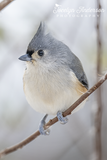 Tufted Titmouse with Pointy Top