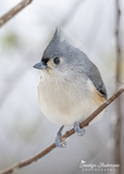 Tufted Titmouse with Pointy Top