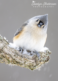 Tufted Titmouse with a Bit of Snow