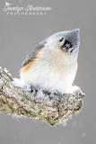 Tufted Titmouse with a Bit of Snow