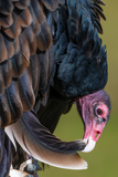 Turkey Vulture Preening