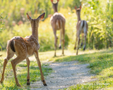 White-tailed Fawn and Family