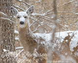 White-tailed Deer in Snow