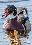 Wood Duck Smiling