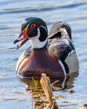 Wood Duck Smiling