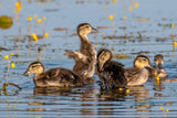 Wood Duck Ducklings on Wildwing Pond