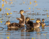 Wood Duck Ducklings on Wildwing Pond