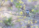 Yellow-rumped Warbler in Yellow Blooms