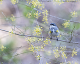 Yellow-rumped Warbler in Yellow Blooms