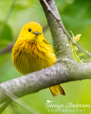 Yellow Warbler on Branch